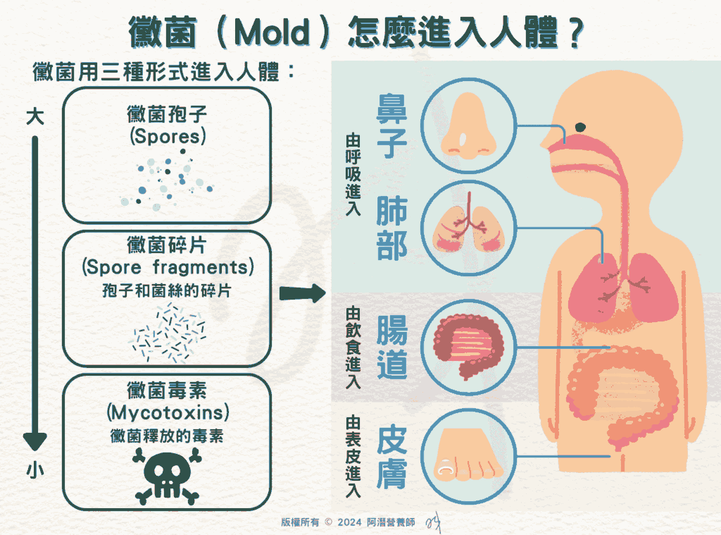 黴菌（Mold）怎麼進入人體？