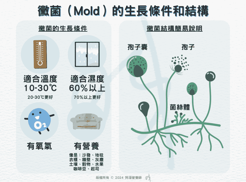 黴菌（Mold）的生長條件和結構