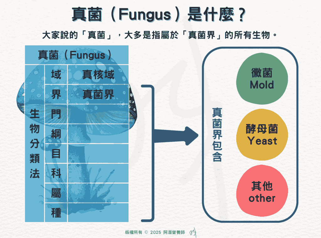 真菌（Fungus）是什麼？