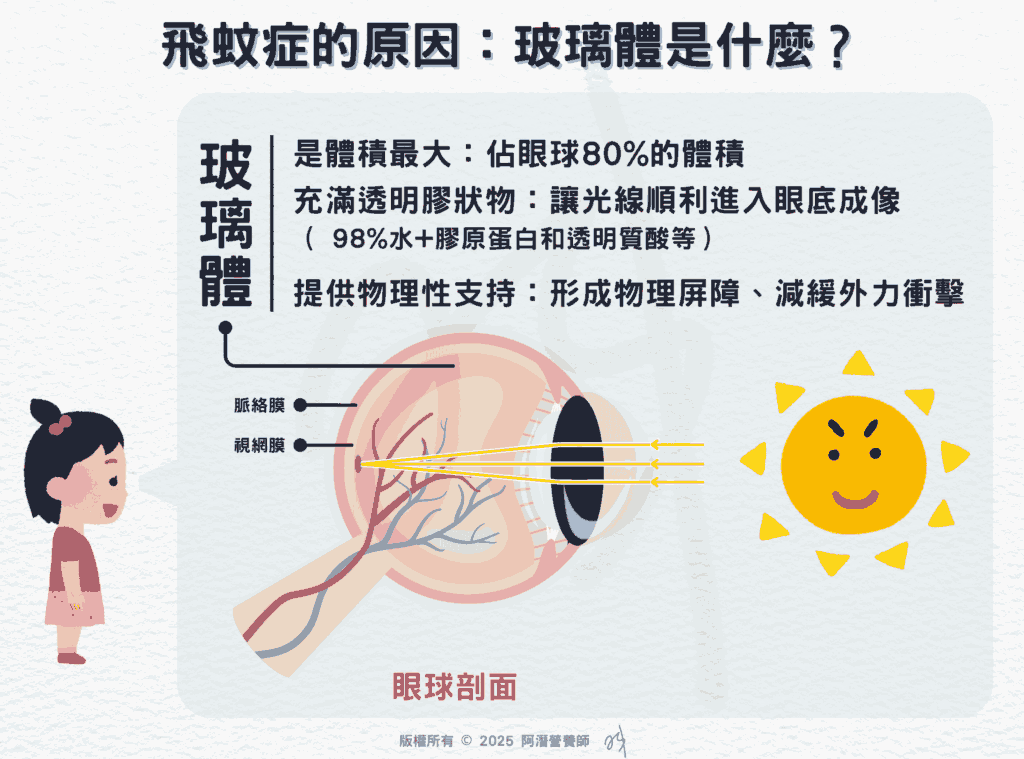 飛蚊症的原因：玻璃體是什麼？