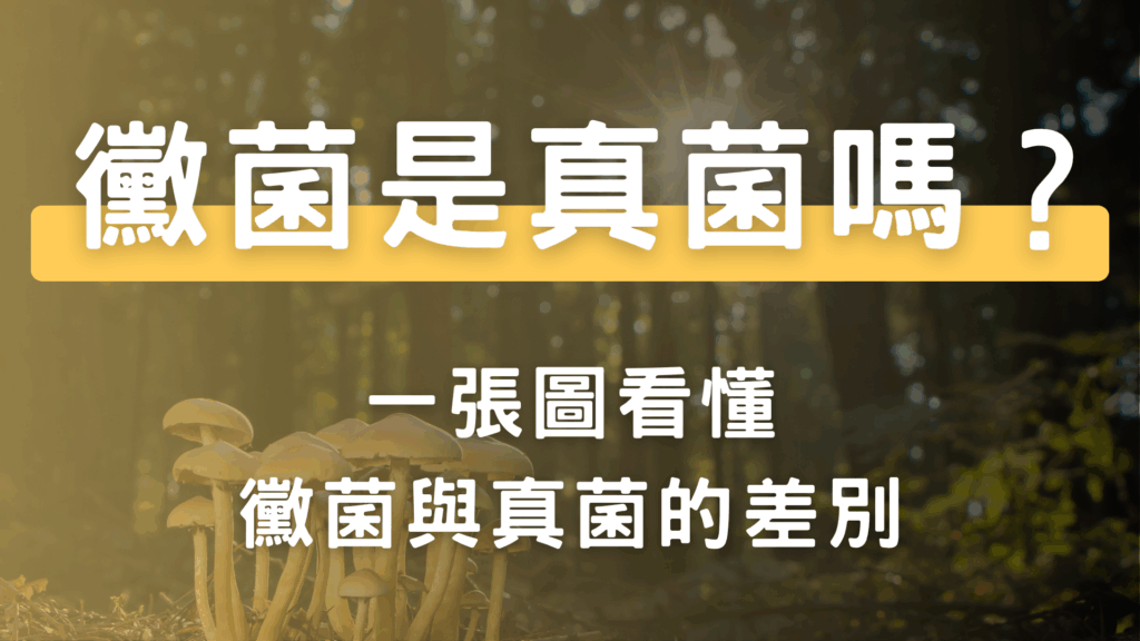 黴菌是真菌嗎？一張圖看懂黴菌與真菌的差別
