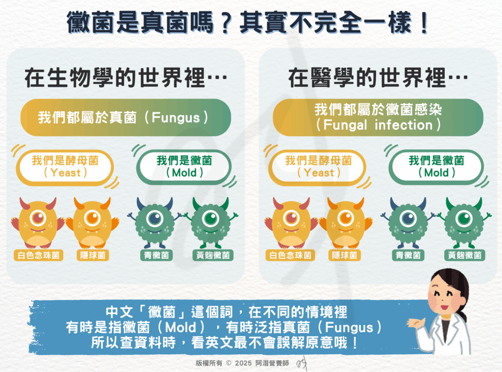 黴菌是真菌嗎？其實不完全一樣！